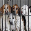 Senegalese deve andare in carcere ma ha 40 cani. Polizia trova a chi affidarli